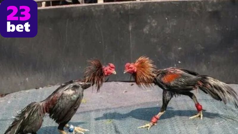 Giới thiệu về đá gà 23BET