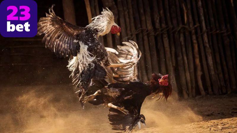 Chiến lược cược hiệu quả tại 23BET