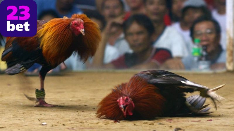 Đá gà ăn tiền thật 23BET – Cược nhanh, thắng lớn 4 Rủi ro và cách phòng tránh
