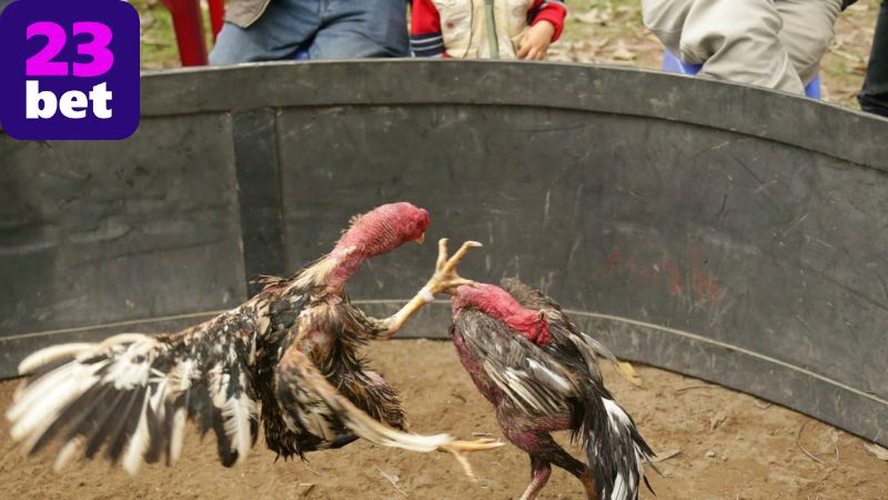Giới thiệu về kèo đá gà 23BET