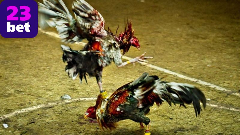 Những mẹo cược đá gà 23BET hiệu quả