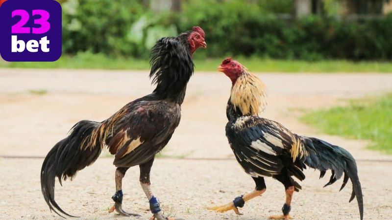 Cách sử dụng dữ liệu thống kê trong cược đá gà