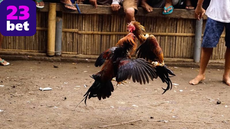 Các dịch vụ tại sảnh đá gà 23BET