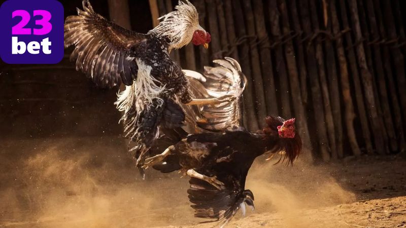 Cách tham gia tại sảnh đá gà 23BET