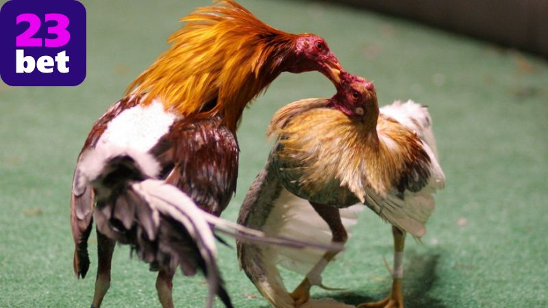 Những điều cần lưu ý khi tham gia đá gà tại 23BET