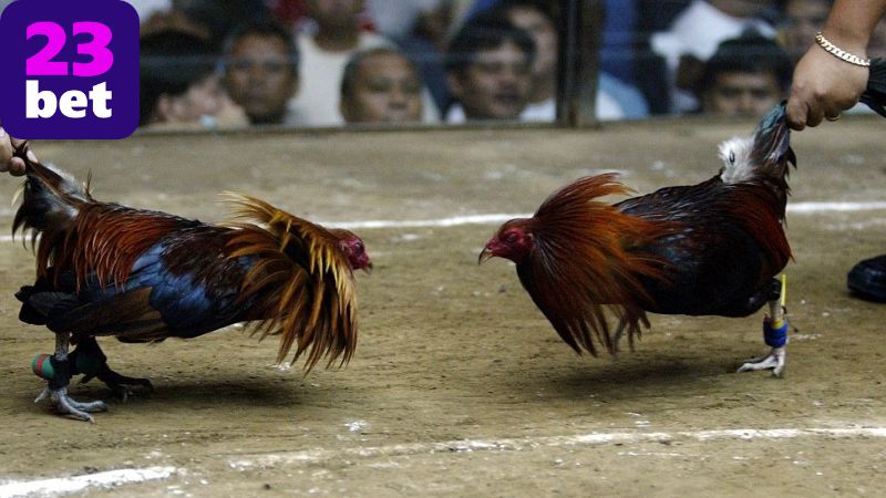 Ưu điểm khi tham gia thomo đá gà tại 23BET