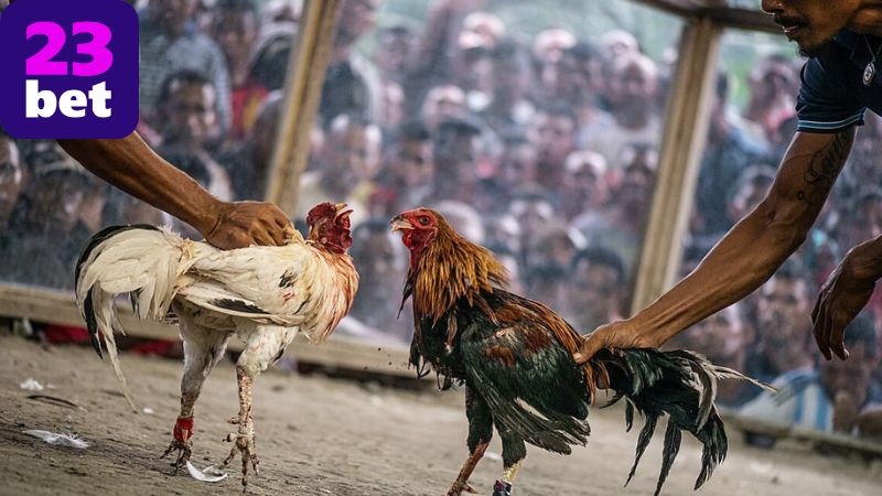 Phân tích các trận đấu đá gà nổi bật